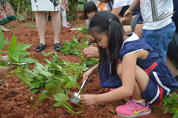 太陽能路燈，太陽能路燈廠家，太陽能路燈價格